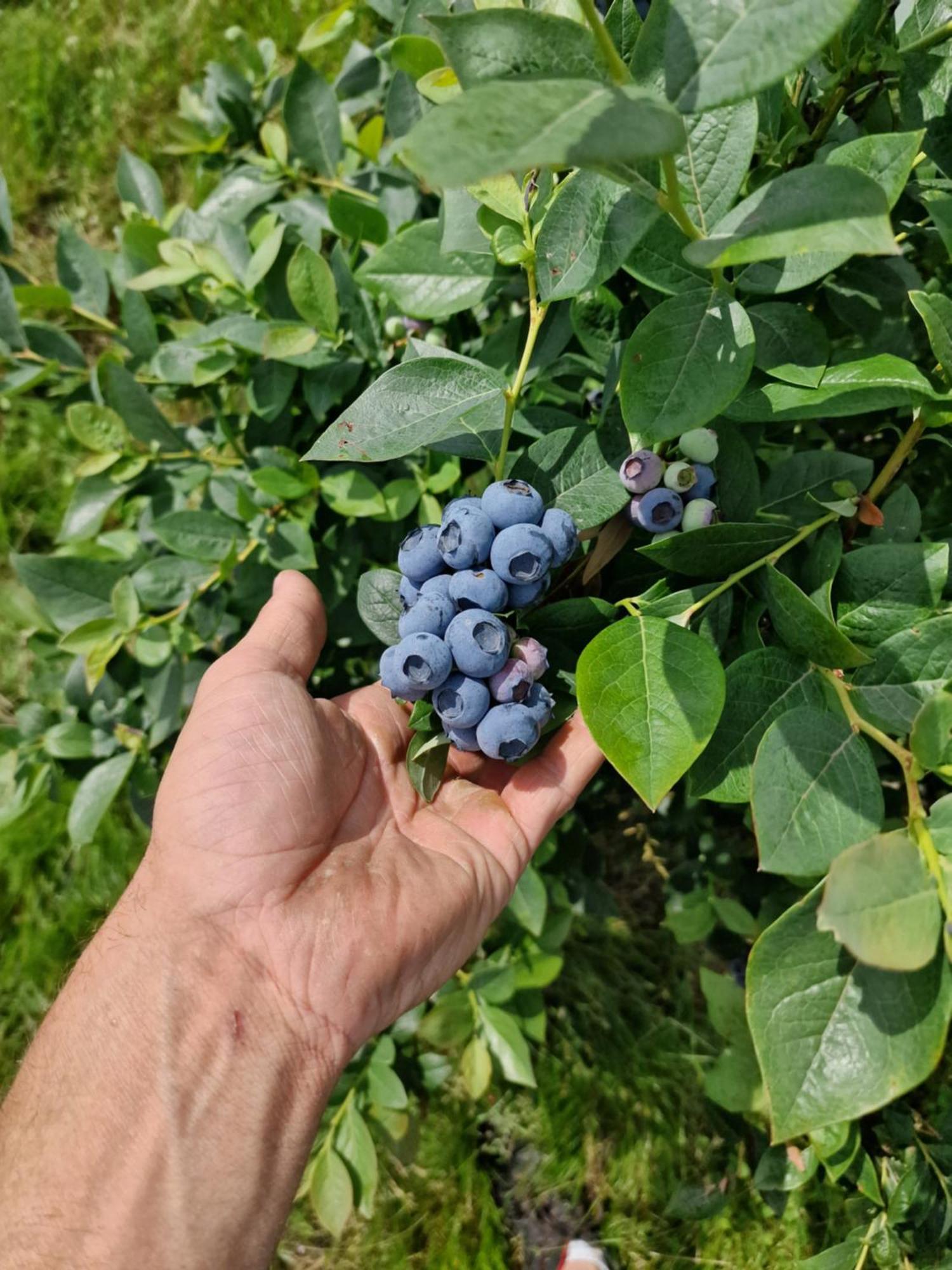 Gospodarstwo Agroturystyczne Borowkowy Bukiet Smakow Iwkowa Exterior foto